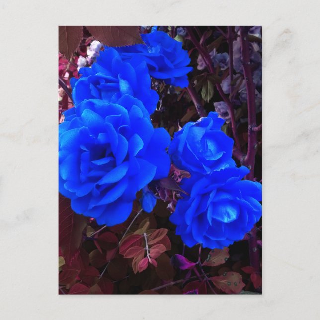 Cartes Pour Fêtes Annuelles Roses bleu électrique (Devant)