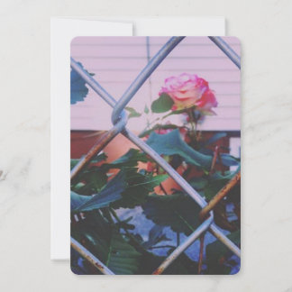 Cartes Pour Fêtes Annuelles Roses rêvés (carte vierge)