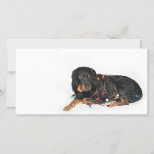 Cartes Pour Fêtes Annuelles Rottie Noël booboo