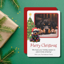 Rottweiler and Christmas Tree Pet Dog One Photo