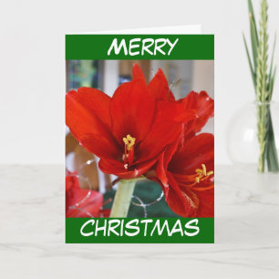 Cartes Pour Fêtes Annuelles Rouge Amaryllis