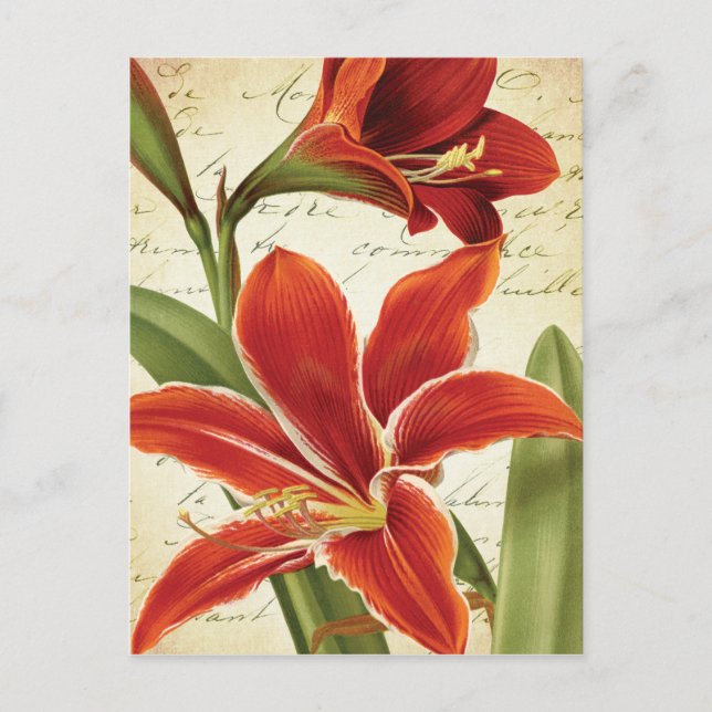 Cartes Pour Fêtes Annuelles Rouge Amaryllis Fleur de Noël Botanique (Devant)
