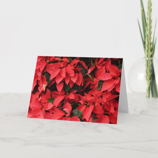 Cartes Pour Fêtes Annuelles Rouge Poinsettias II Noël Fête Florale (Devant)