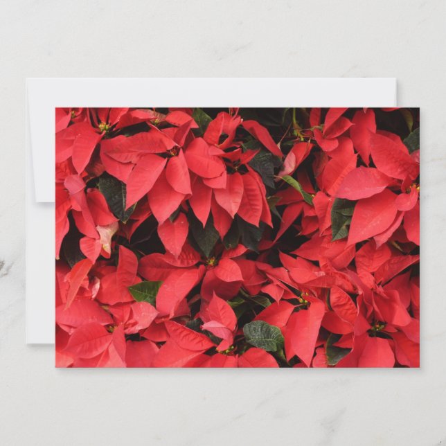 Cartes Pour Fêtes Annuelles Rouge Poinsettias II Noël Fête Florale (Devant)