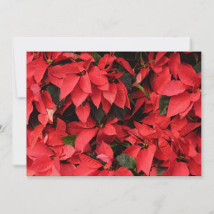 Cartes Pour Fêtes Annuelles Rouge Poinsettias II Noël Fête Florale