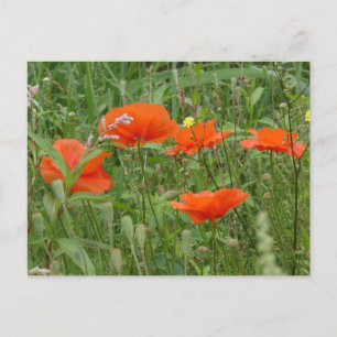 Cartes Pour Fêtes Annuelles Rouge Poppies Fleurs sauvages Fermer do-it-yoursel