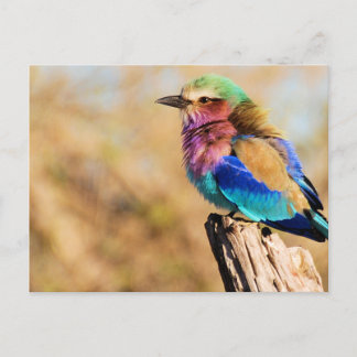 Cartes Pour Fêtes Annuelles Rouleau à poitrine Lilac Colorful African Bird