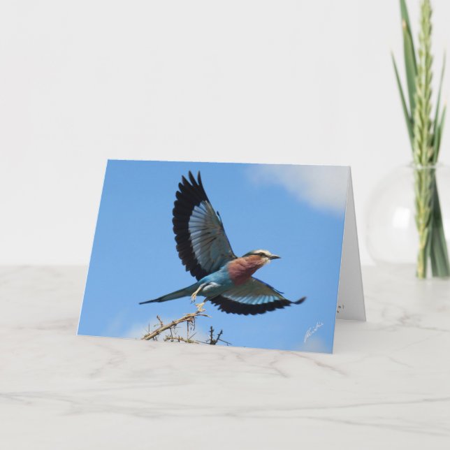 Cartes Pour Fêtes Annuelles Rouleau/Oiseau à poitrine Lilaque en vol (Devant)