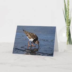 Cartes Pour Fêtes Annuelles Ruddy Turnstone à la recherche de nourriture