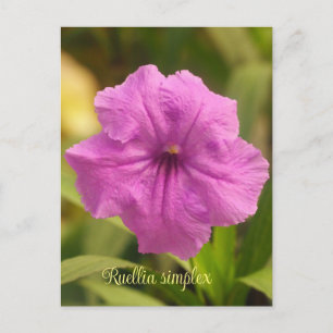 Cartes Pour Fêtes Annuelles Ruellia simplex