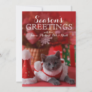 Cartes Pour Fêtes Annuelles Russian Blue Kitten et Christmas