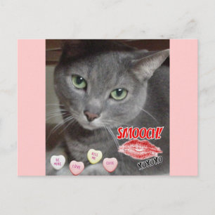 Cartes Pour Fêtes Annuelles Saint Valentin Chat bleu russe gris