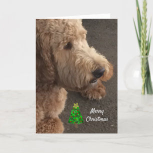 Cartes Pour Fêtes Annuelles Salutation de Noël à Airedale Dog