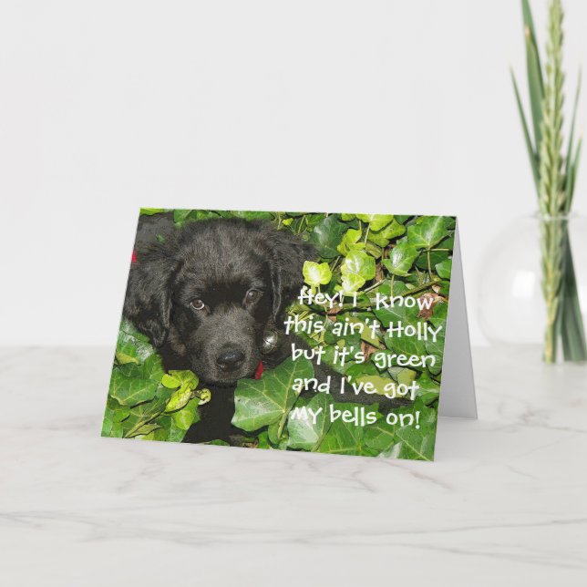 Cartes Pour Fêtes Annuelles Salutation de Noël des chiens de Terre-Neuve (Devant)