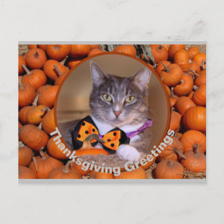 Cartes Pour Fêtes Annuelles Salutations d'action de grâces avec chat