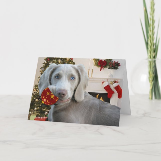 Cartes Pour Fêtes Annuelles Salutations de Noël Weimaraner (Devant)