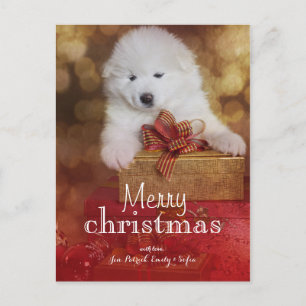 Cartes Pour Fêtes Annuelles Samoyé Chien Chien Avec Cadeaux De Noël