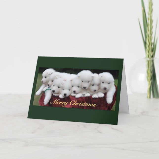 Cartes Pour Fêtes Annuelles Samoyed Christmas (Devant)