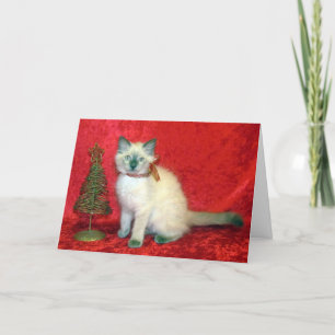 Cartes Pour Fêtes Annuelles Savannah - Chaton Balinais - Chat / Chat / Chaton