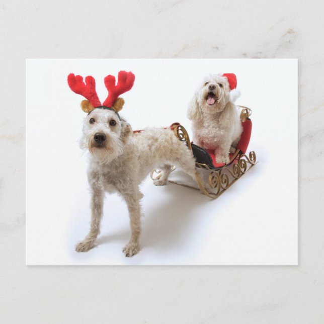 Cartes Pour Fêtes Annuelles schnoodle blanc debout avec noël rouge (Devant)
