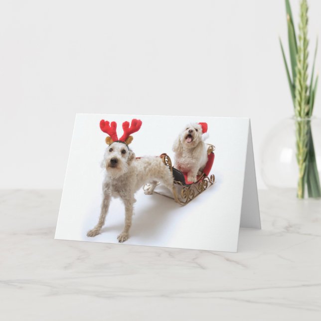 Cartes Pour Fêtes Annuelles schnoodle blanc se tenant avec Noël rouge (Devant)