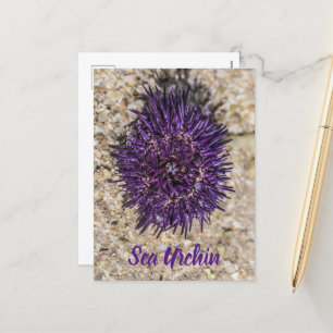 Cartes Pour Fêtes Annuelles Sea Urchin Ocean Beach Vacances Souvenir d'été