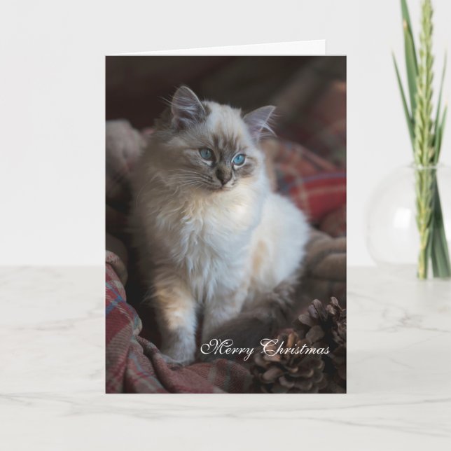 Cartes Pour Fêtes Annuelles Seal Tabby Ragdoll (Devant)