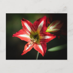 Cartes Pour Fêtes Annuelles Shards of Red: Hibiscus at the Summit of Phongsaly