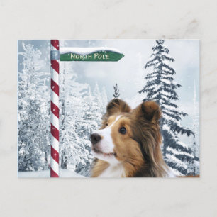 Cartes Pour Fêtes Annuelles Sheltie Christmas