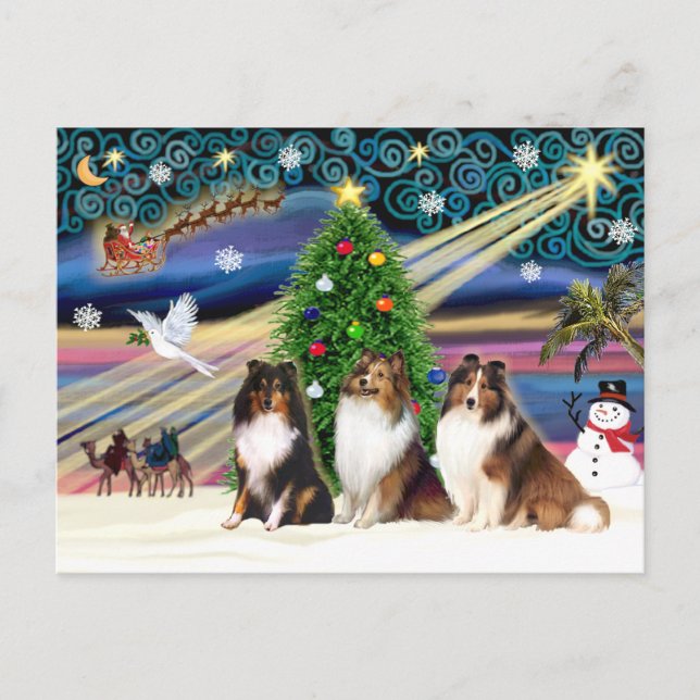 Cartes Pour Fêtes Annuelles Shetland Sheepdogs de la magie de Noël (trois) (Devant)