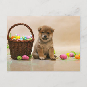 Cartes Pour Fêtes Annuelles Shiba Inu de Pâques