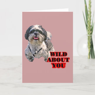 Cartes Pour Fêtes Annuelles Shih Tzu