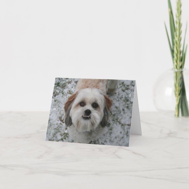 Cartes Pour Fêtes Annuelles Shih-Tzu Cute Noël adorable aux chiens (Devant)