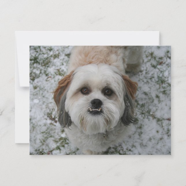 Cartes Pour Fêtes Annuelles Shih-Tzu mignon adorable Chien Noël (Devant)