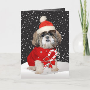 Cartes Pour Fêtes Annuelles Shih Tzu Père Noël