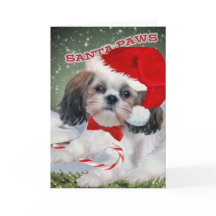 Shih Tzu Père Noël Paws