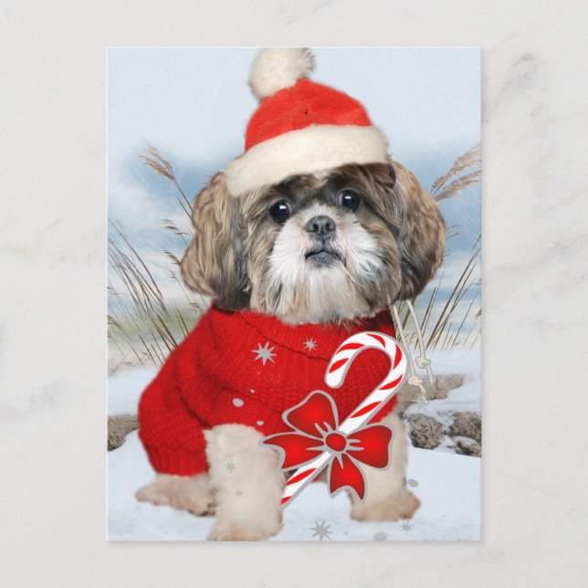 Cartes Pour Fêtes Annuelles Shih Tzu Père Noël Paws cadeaux (Devant)
