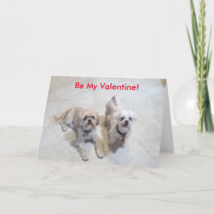 Cartes Pour Fêtes Annuelles Shih Tzu Valentine