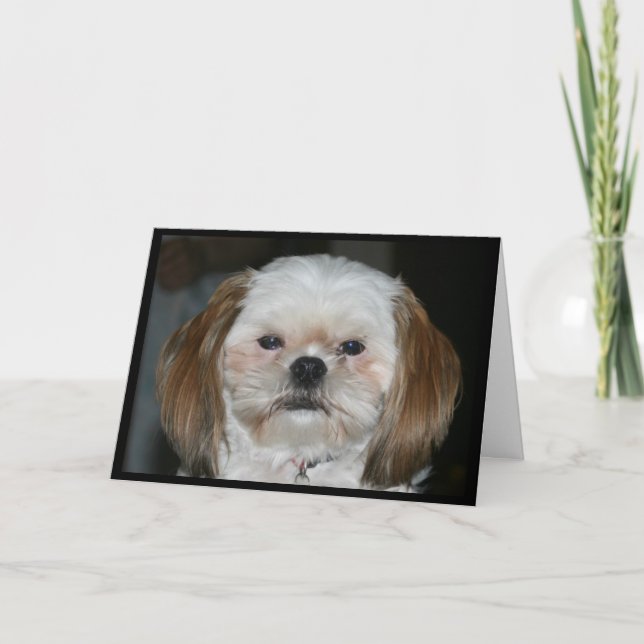 Cartes Pour Fêtes Annuelles Shih Tzu Vaut Mieux Être Ma Valentine ! (Devant)