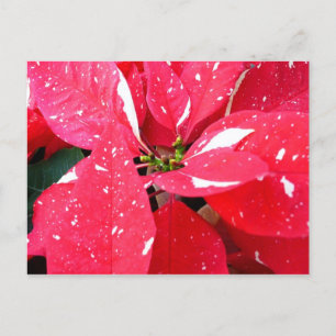 Cartes Pour Fêtes Annuelles Shimmer Star Surprise Poinsettia vacances Florale