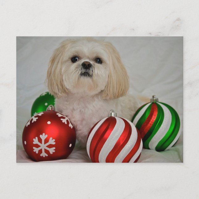 Cartes Pour Fêtes Annuelles Shiz Tzu avec décoration de noël (Devant)