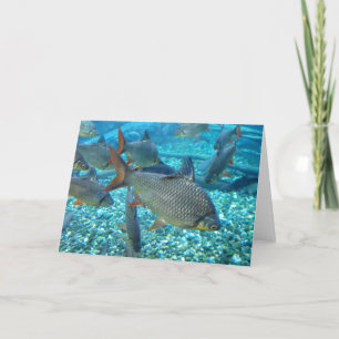 Cartes Pour Fêtes Annuelles Shoal of Fish