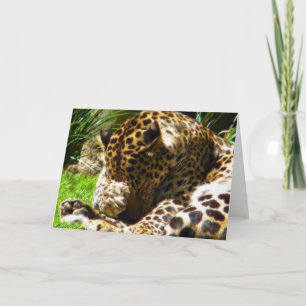 Cartes Pour Fêtes Annuelles Shy Leopard