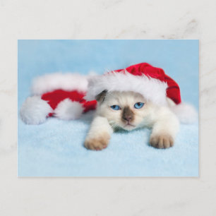 Cartes Pour Fêtes Annuelles Siamese Kitten : Christmas Kitty