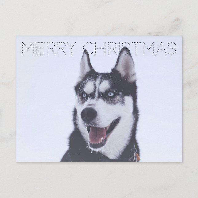 Cartes Pour Fêtes Annuelles Siberian Husky-Christmas (Devant)