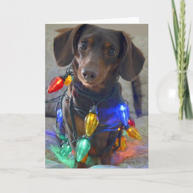 Cartes Pour Fêtes Annuelles Silly Dachshund enchevêtré dans les lumières de No (Devant)