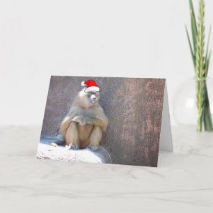 Cartes Pour Fêtes Annuelles Singes et babouins de Noël