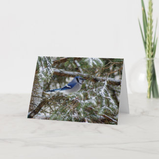 Cartes Pour Fêtes Annuelles Souhaits de geai bleu