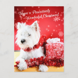 Cartes Pour Fêtes Annuelles Souhaits de Noël de Terrier blanc de montagne