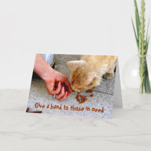 Cartes Pour Fêtes Annuelles Stray Cat Hawaii Abri Animaux domestiques